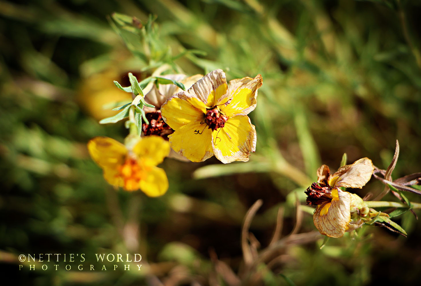 A bed of these lovely little yellow blossoms was growing right across the driveway, and unfortunately we had to drive over them a few times to park the vehicles by the cabin.
