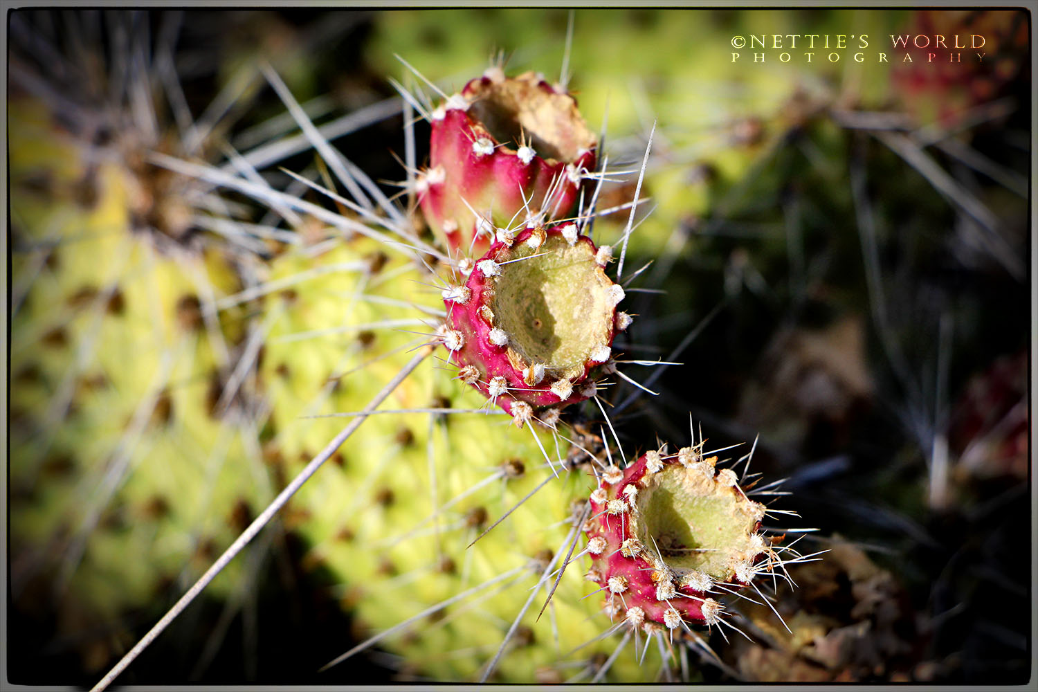 Cactus plants do not grow terribly big in the high desert, but we do get the odd prickly pear, usually no more than shin-high.