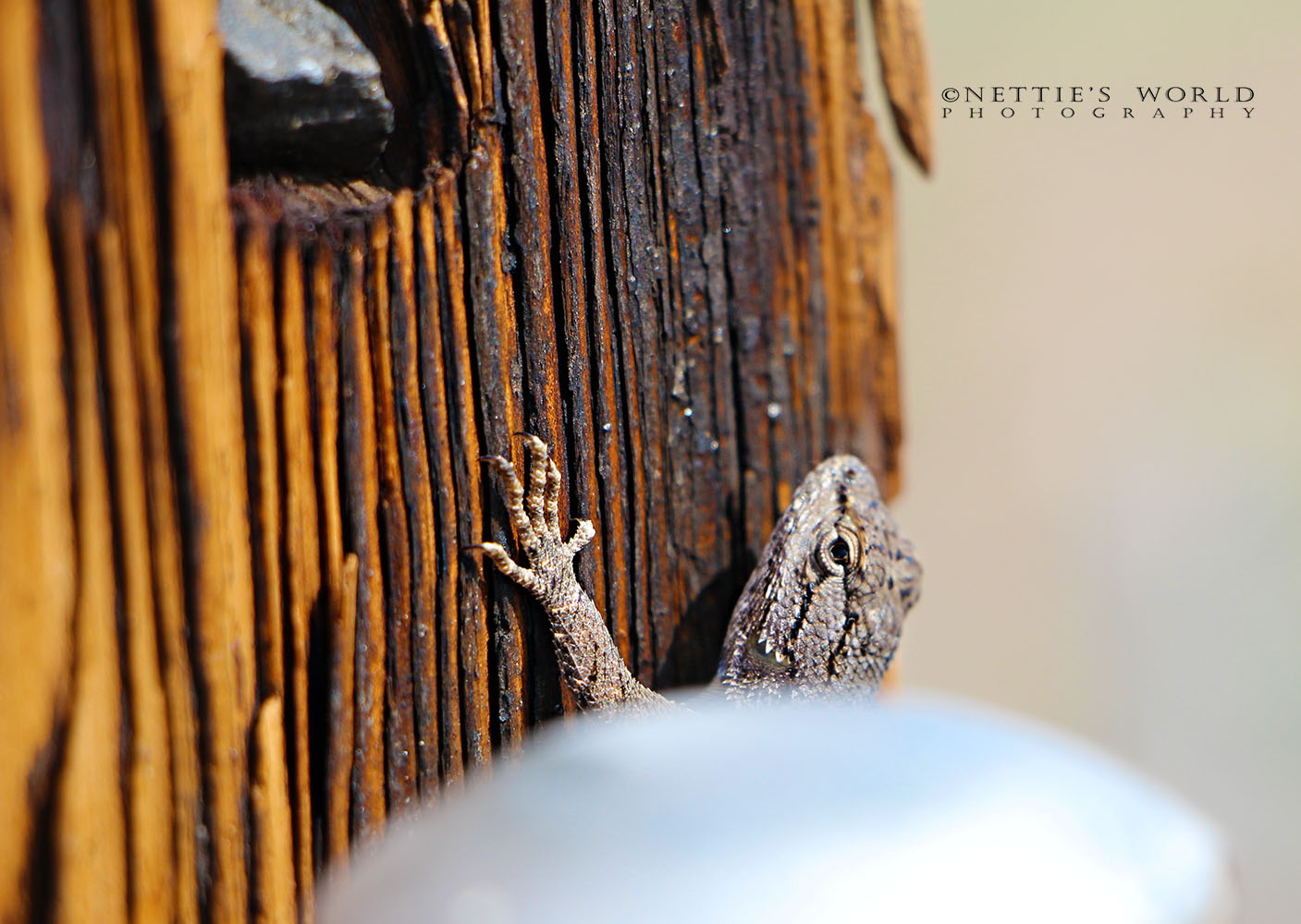 This shy little guy was hanging out on the fence post of our front gate when we went down for a little stroll.