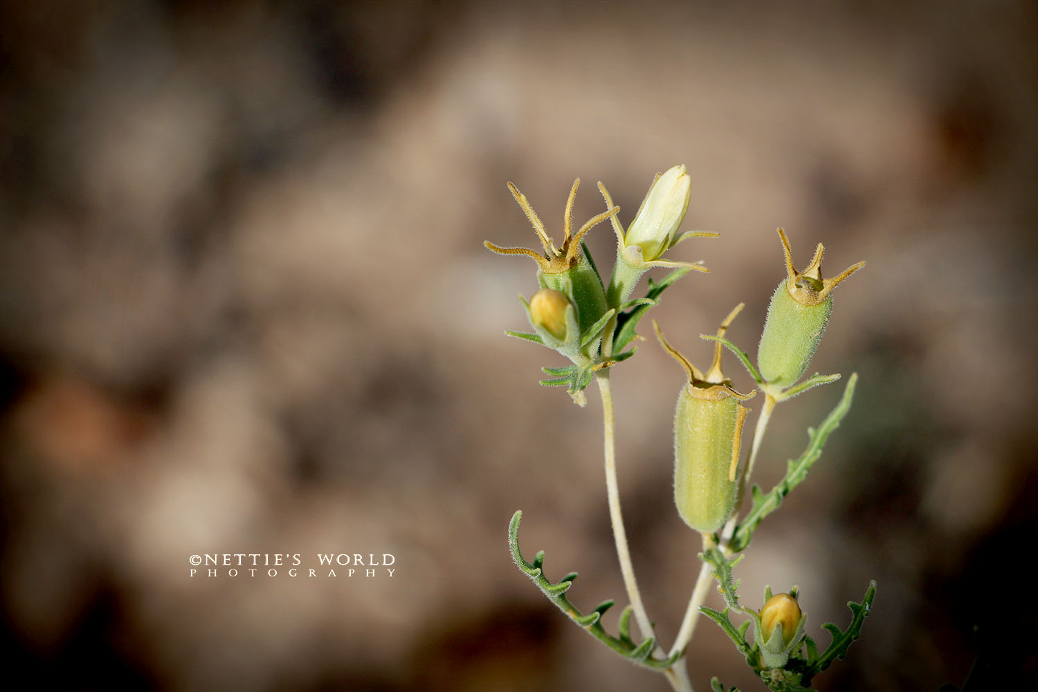 Just an interesting pod-like plant that caught my eye.