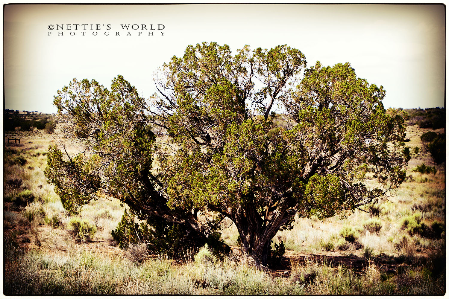 This tree, standing off by itself near the bottom of the hill and in the center of the valley, was a focal point for my imaginative children when they were younger, and they called it Mount Olympus.