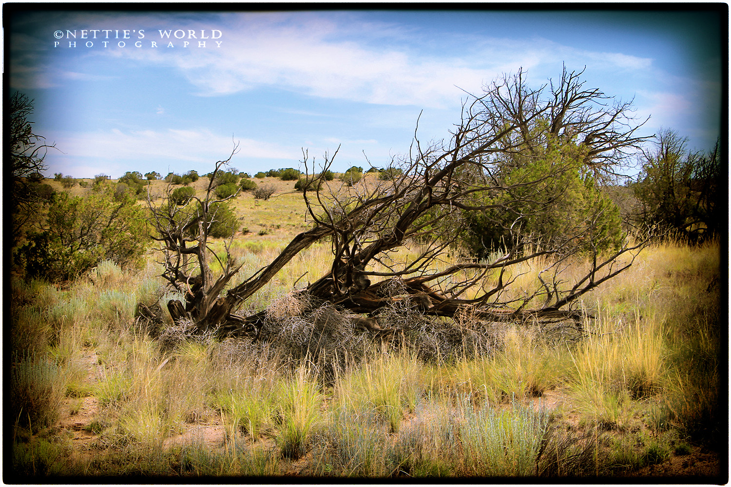One of the trees that was pulled out when our fence was erected.