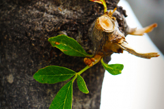 20151115_095148N1websize