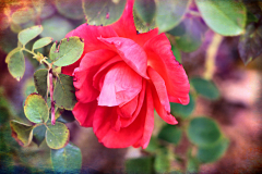 20151115_095254TT1websize