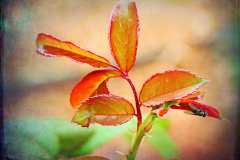 20151115_095502TT1websize