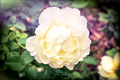 20151115_095516TT1websize