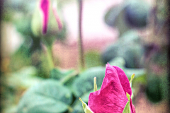 20151115_095543TT1websize