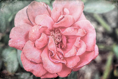20151115_095644TT2websize