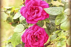 20151115_095732TT1websize