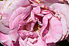 20160429_115610N1websize