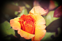 20160429_115743N1websize