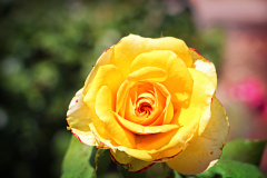 20160429_115808N1websize