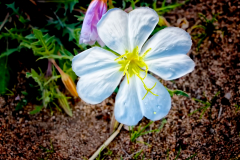 20160508_065639N1websize