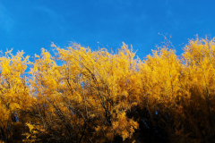 20161029_165214N1websize