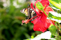 20140125_113444_1websize