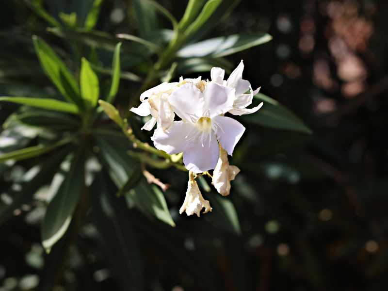 846A9957-copyweb