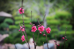 20150228_142936_1websize
