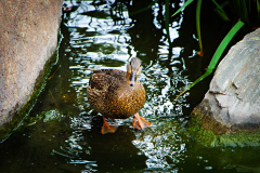 20150228_143453_1websize
