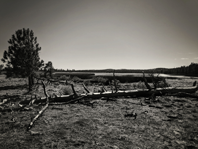 PXL_20231013_190510190-copybwweb