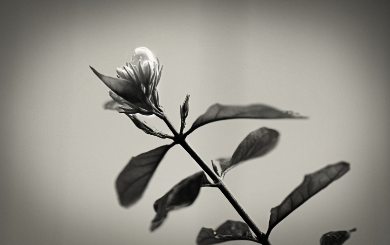 846A0415N2web
