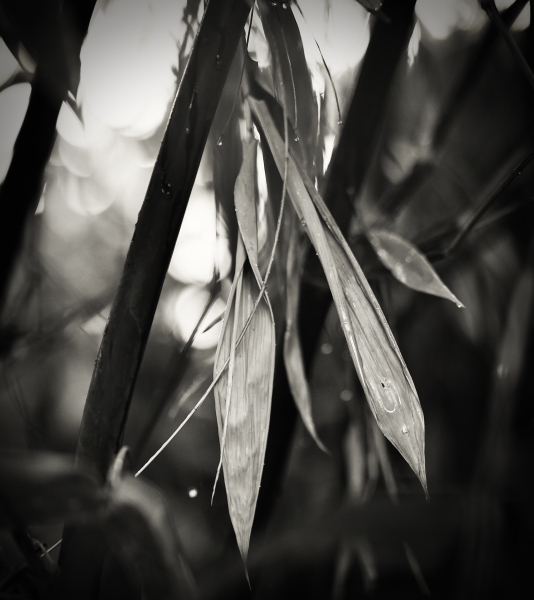 846A0423N2web