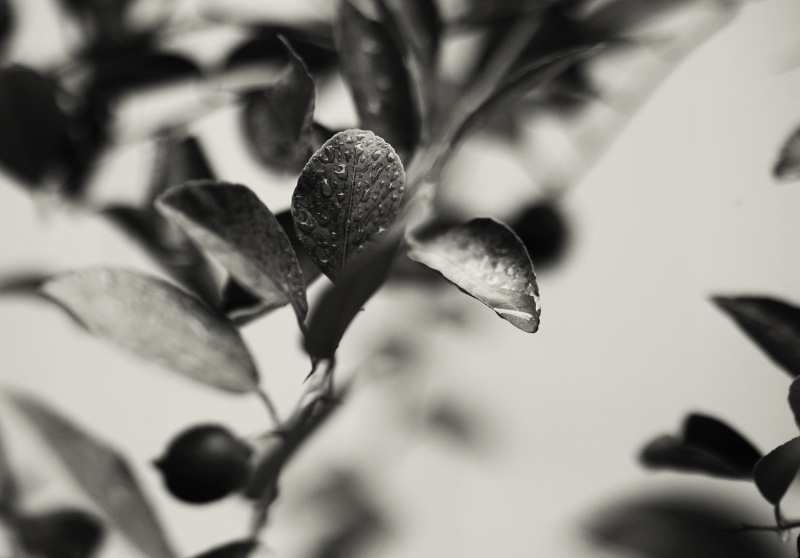 846A0426N2web