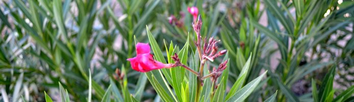 Oleanders