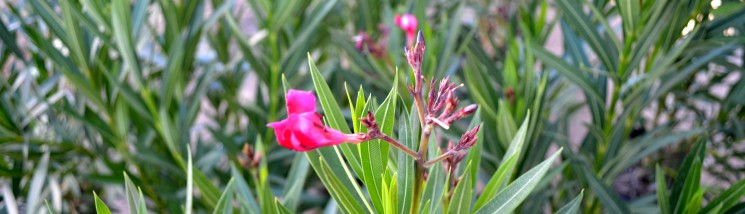 Oleanders