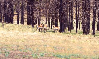 May Ranch Retreat – Where the Antelope Play!