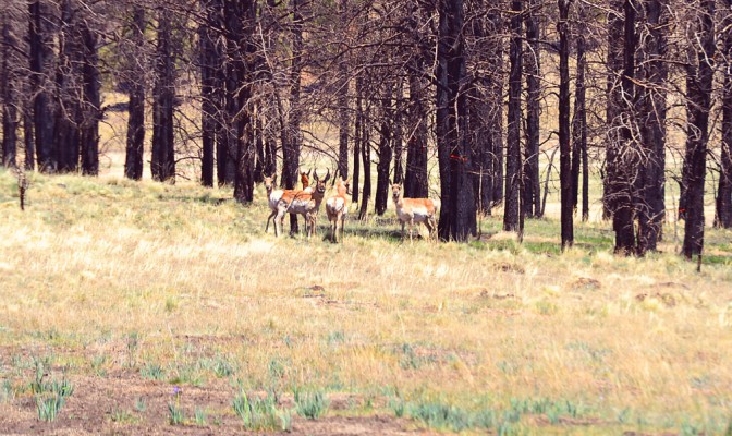 May Ranch Retreat – Where the Antelope Play!