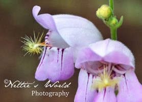 VI: 4th of July Weekend — More White Mountain Wanderings
