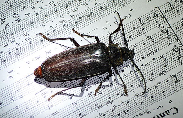 One Extremely Large Beetle