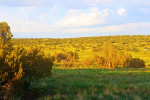 Ranch Revue: Green Morning
