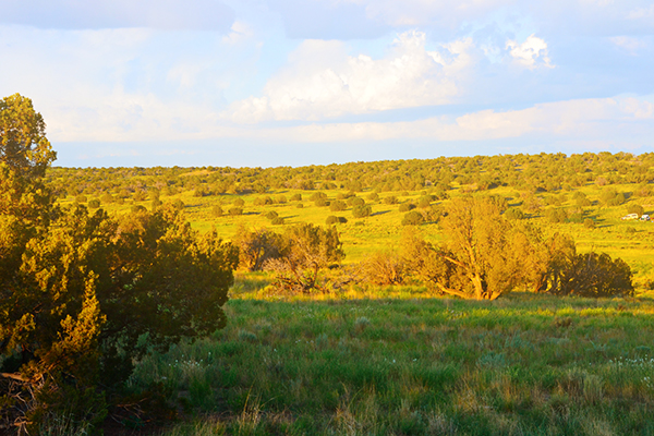 Ranch Revue: Green Morning
