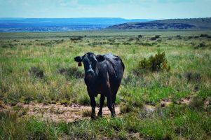 Ranch Revue: Cows in the Road