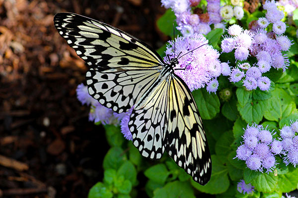 Butterfly Wonderland