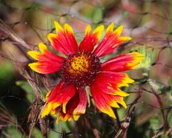 Desert Blooms