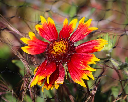 Desert Blooms