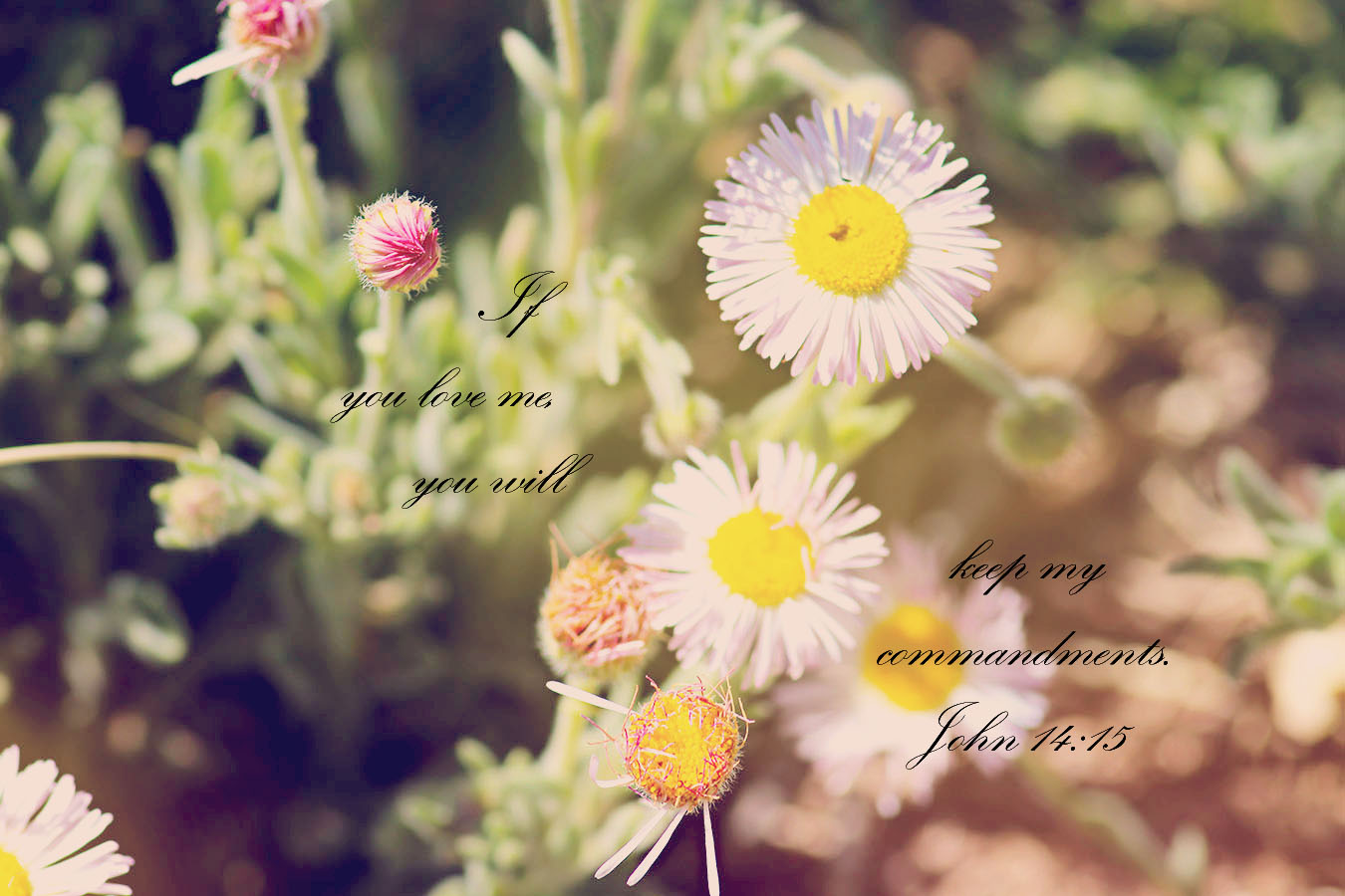 “If you love me, you will keep my commandments.”