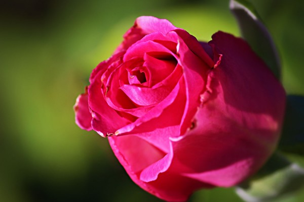 Roses in November