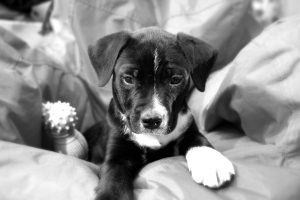 Puppy!!