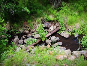 4th of July Weekend – Friday Afternoon (Squirrel Spring)