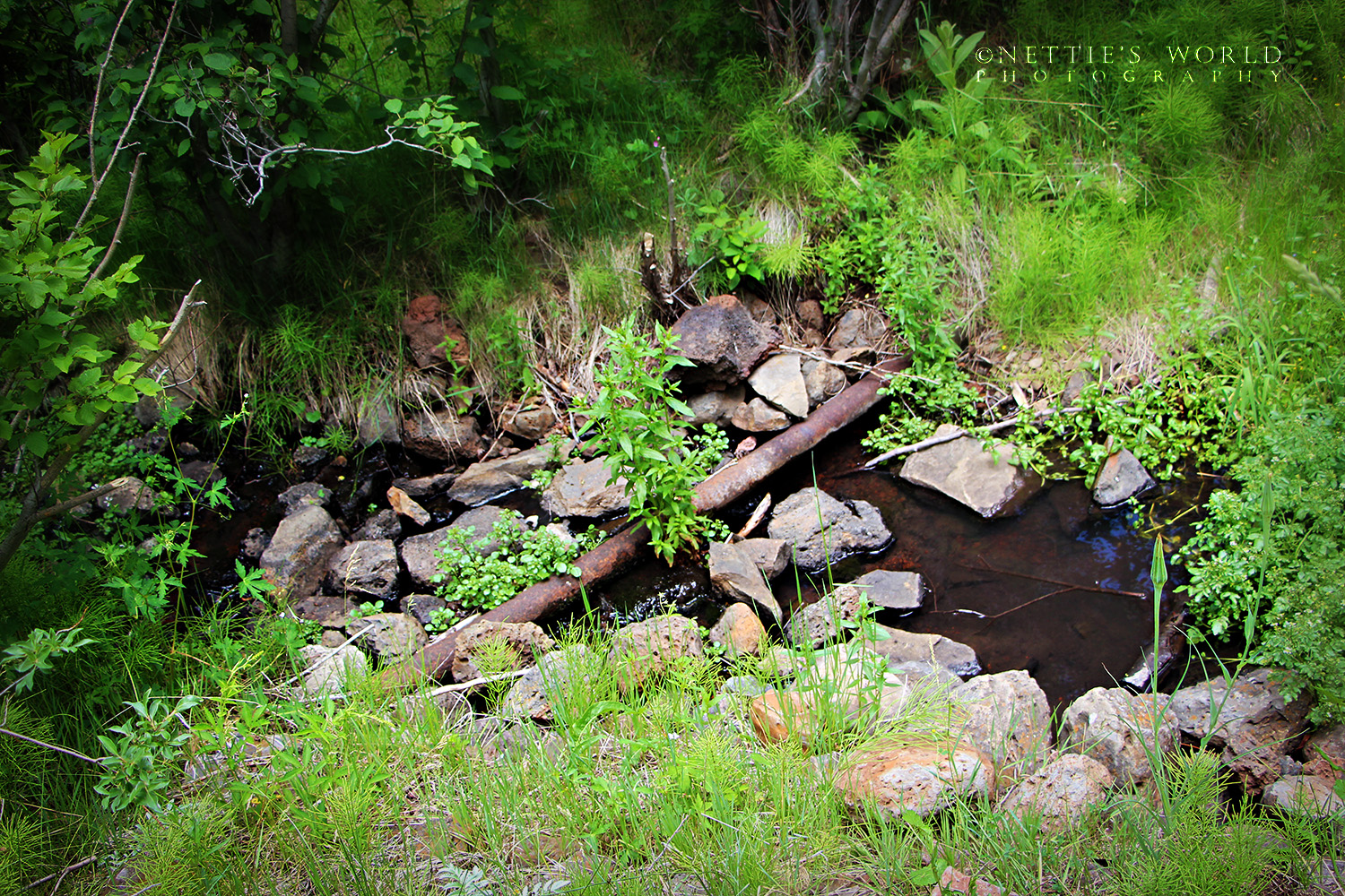 4th of July Weekend – Friday Afternoon (Squirrel Spring)