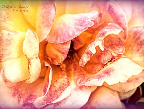 Roses from Elsie McCarthy’s Sensory Garden – 2/8