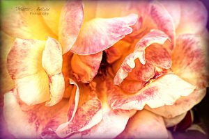 Roses from Elsie McCarthy’s Sensory Garden – 2/8