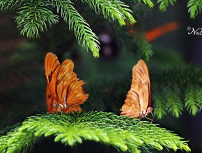 Butterfly Wonderland, 2016