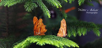 Butterfly Wonderland, 2016