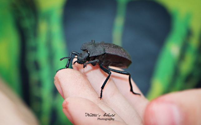Of Bugs ‘N’ Campfires