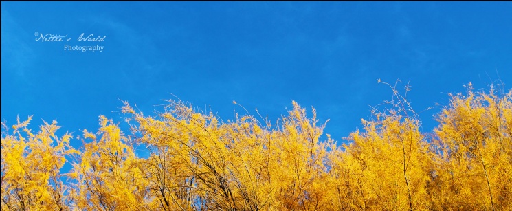 Autumn on the Carrizo
