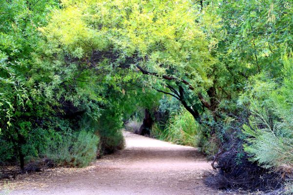 A Walk in the Green